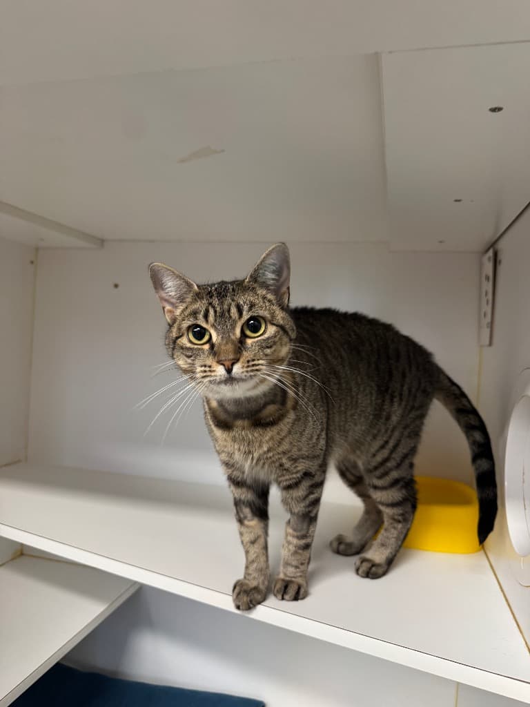 Camilla - Domestic Short Hair cat available for adoption at Australian Animal Protection Society in Melbourne