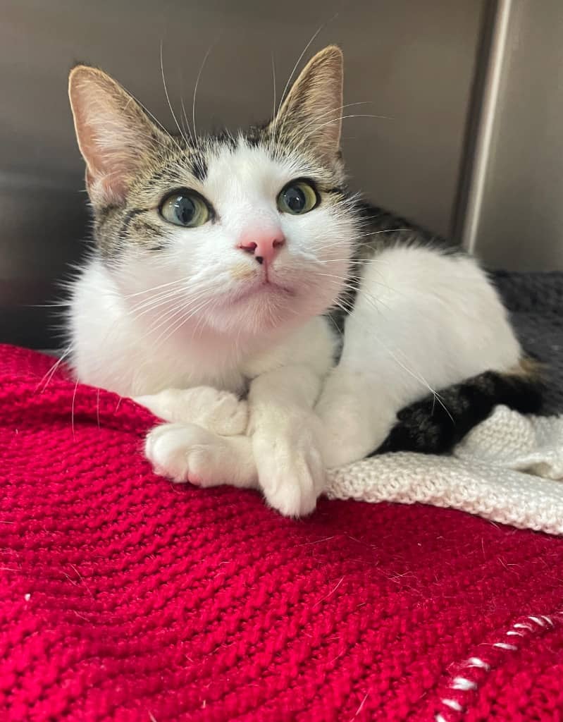 Heather Jasper Howe - Domestic Short Hair cat available for adoption at Australian Animal Protection Society in Melbourne