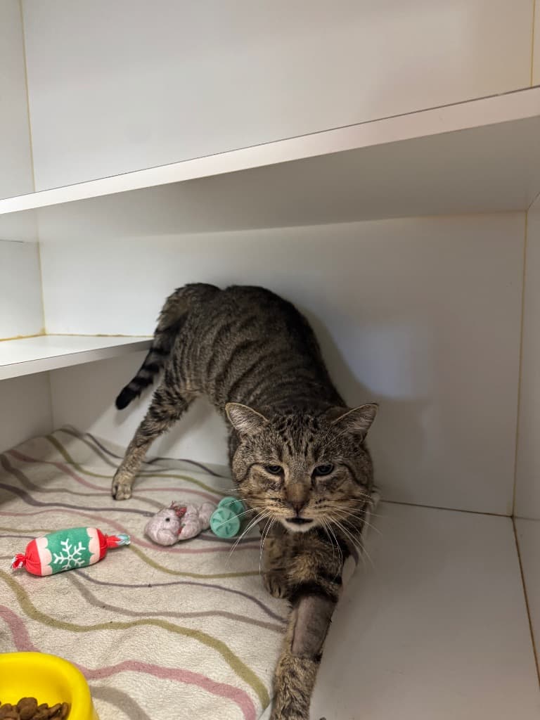 Hulk - Domestic Short Hair cat available for adoption at Australian Animal Protection Society in Melbourne