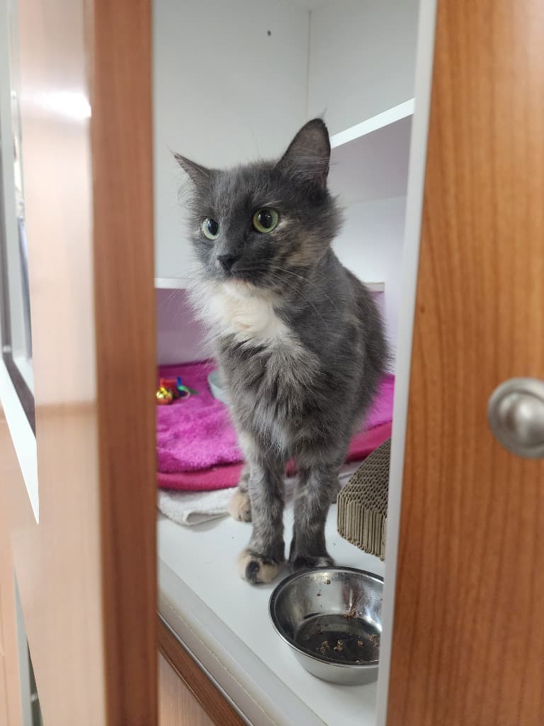 Imperial Jezabel (Bubbles) - Domestic Long Hair cat available for adoption at Australian Animal Protection Society in Melbourne