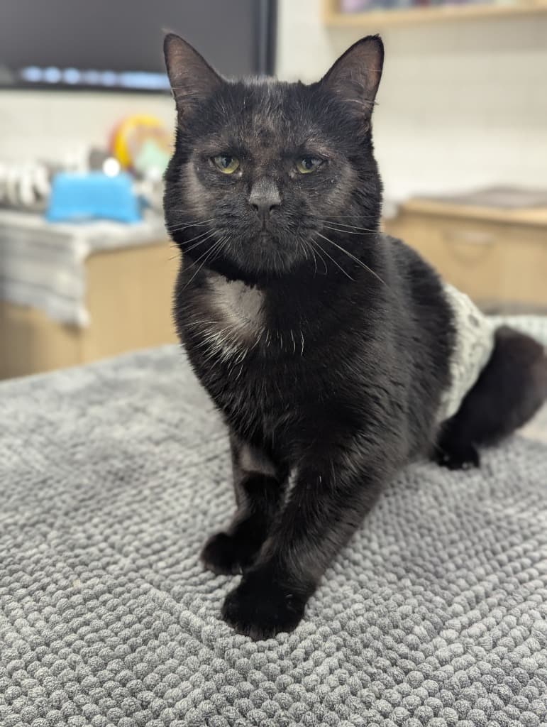 Jimmy Jams - Domestic Short Hair cat available for adoption at Australian Animal Protection Society in Melbourne