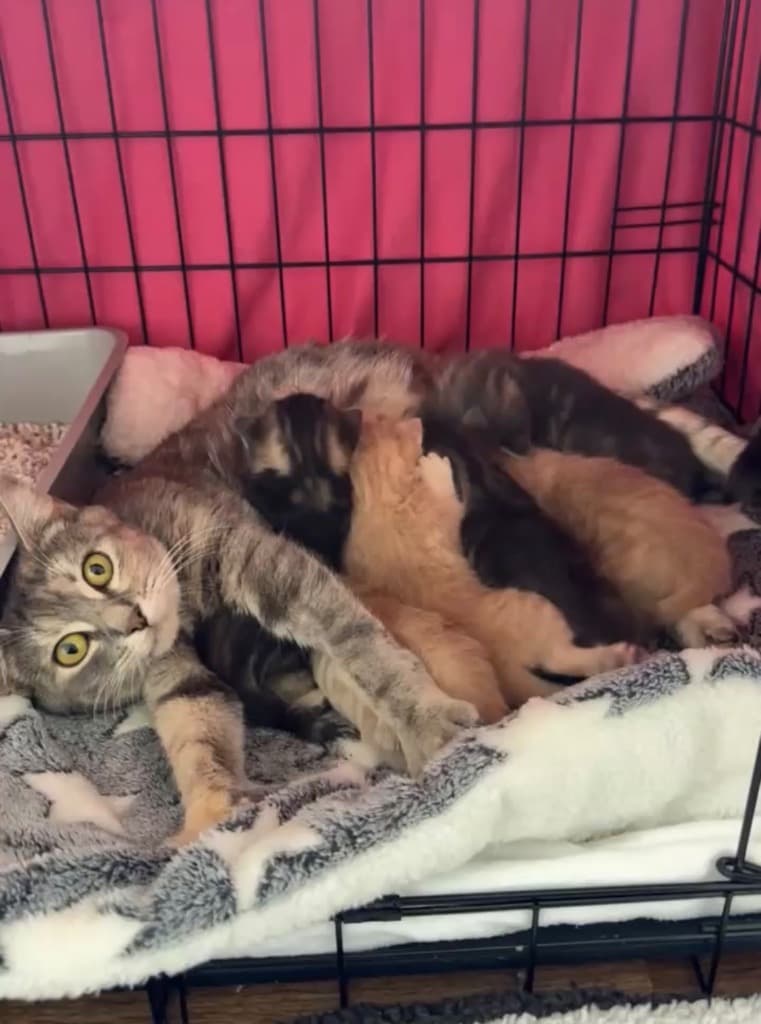 Mama Diamond - Domestic Short Hair cat available for adoption at Australian Animal Protection Society in Melbourne