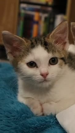 Meow - Domestic Short Hair cat available for adoption at Australian Animal Protection Society in Melbourne