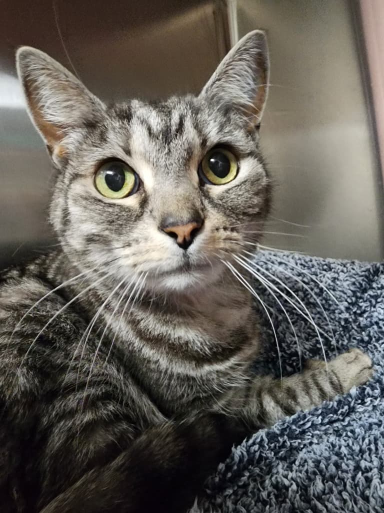 Milovski - Domestic Short Hair cat available for adoption at Australian Animal Protection Society in Melbourne
