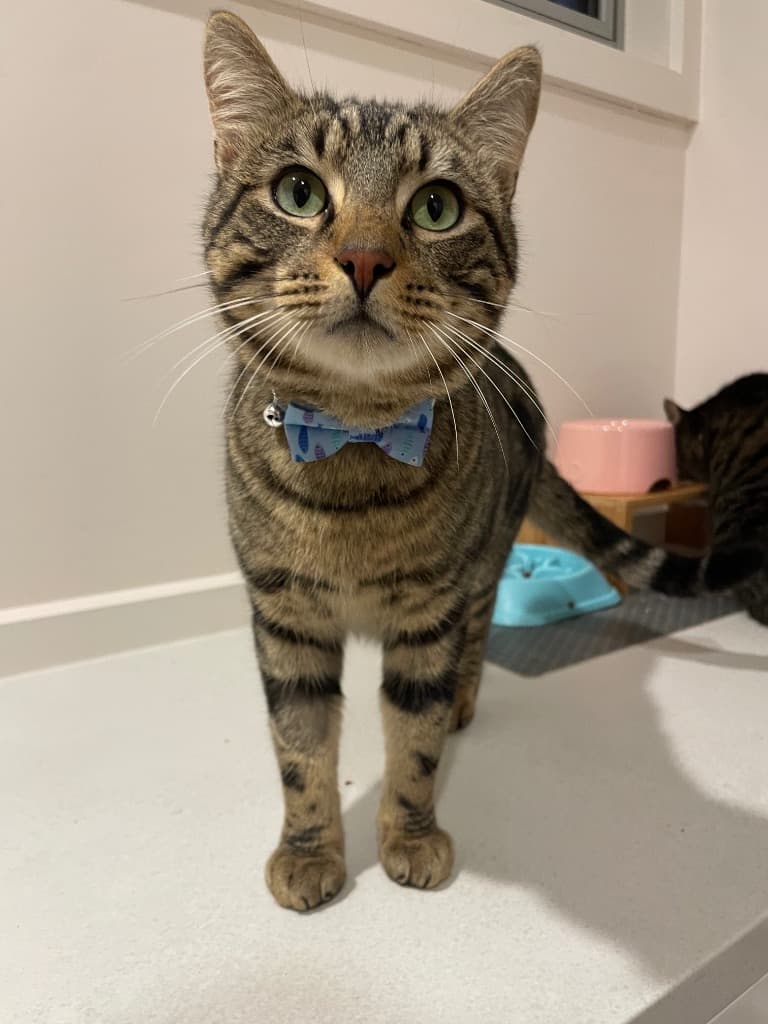 Paul/ Truman - Domestic Short Hair cat available for adoption at Australian Animal Protection Society in Melbourne