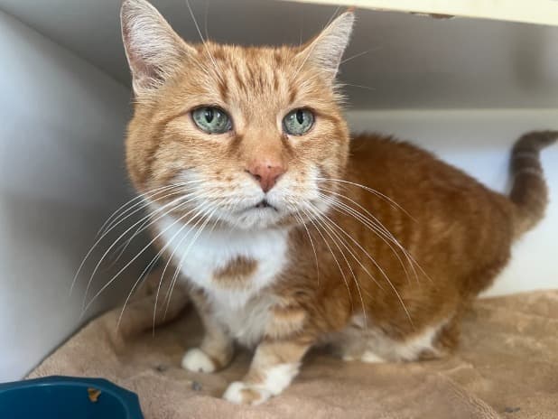 Richard Parker - Domestic Short Hair cat available for adoption at Australian Animal Protection Society in Melbourne