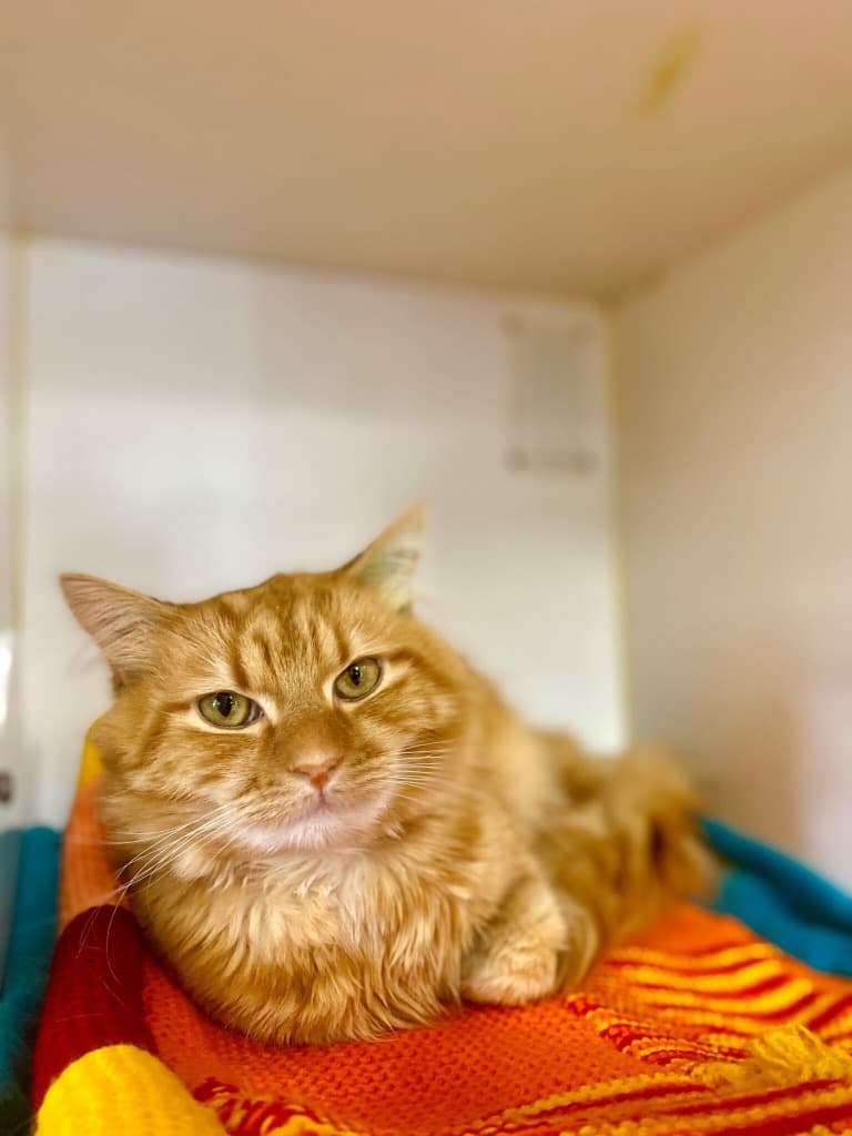 Shere Kahn - Domestic Medium Hair cat available for adoption at Australian Animal Protection Society in Melbourne