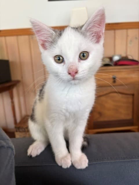 Squeak - Domestic Short Hair cat available for adoption at Australian Animal Protection Society in Melbourne