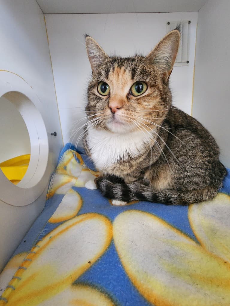 Bridget - Domestic Short Hair cat available for adoption at Australian Animal Protection Society in Melbourne