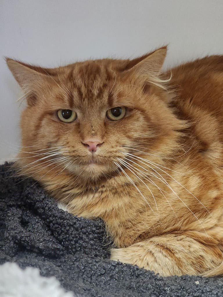 Brooklyn - Domestic Long Hair cat available for adoption at Australian Animal Protection Society in Melbourne