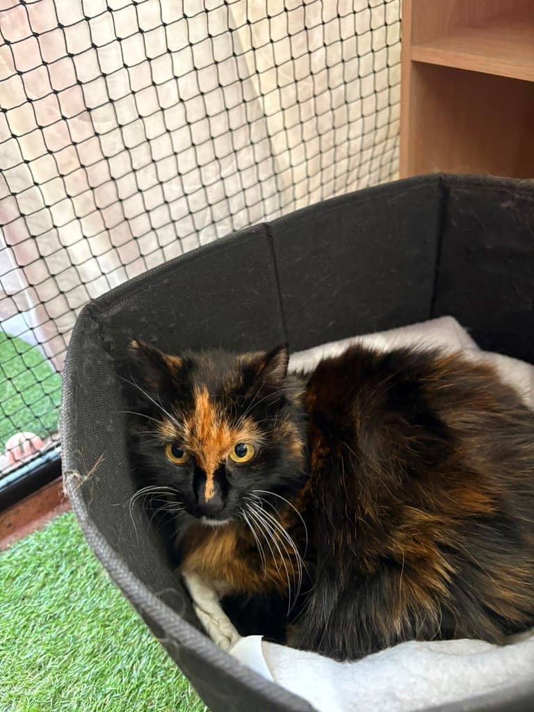 Fluffy - Domestic Short Hair cat available for adoption at Australian Animal Protection Society in Melbourne