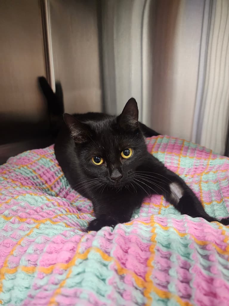Highett - Domestic Short Hair cat available for adoption at Australian Animal Protection Society in Melbourne