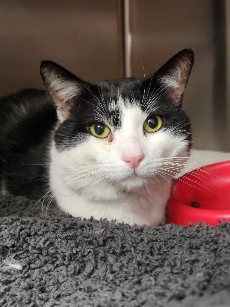 Notorious B.I.G - Domestic Short Hair cat available for adoption at Australian Animal Protection Society in Melbourne