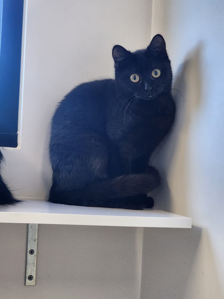Panther - Domestic Short Hair cat available for adoption at Australian Animal Protection Society in Melbourne