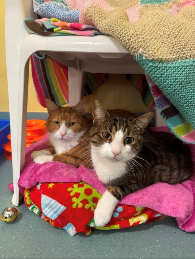Roku and Nana - Domestic Short Hair cat available for adoption at Australian Animal Protection Society in Melbourne