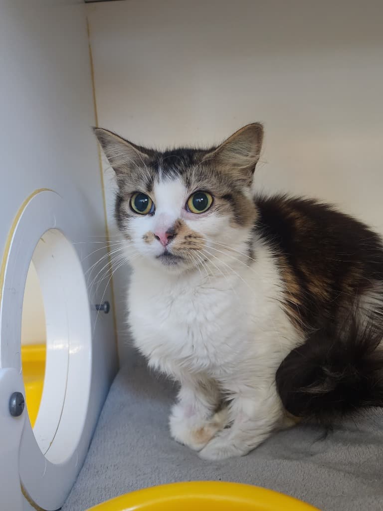 Small Oreo - Domestic Medium Hair cat available for adoption at Australian Animal Protection Society in Melbourne
