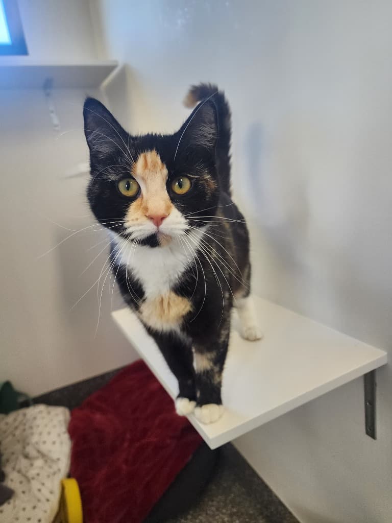 Tankette - Domestic Short Hair cat available for adoption at Australian Animal Protection Society in Melbourne