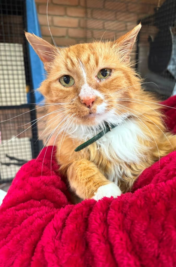 Tiger - Domestic Long Hair cat available for adoption at Australian Animal Protection Society in Melbourne