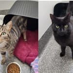 Jengo and Kofi - Domestic Short Hair cat available for adoption at Australian Animal Protection Society in Melbourne