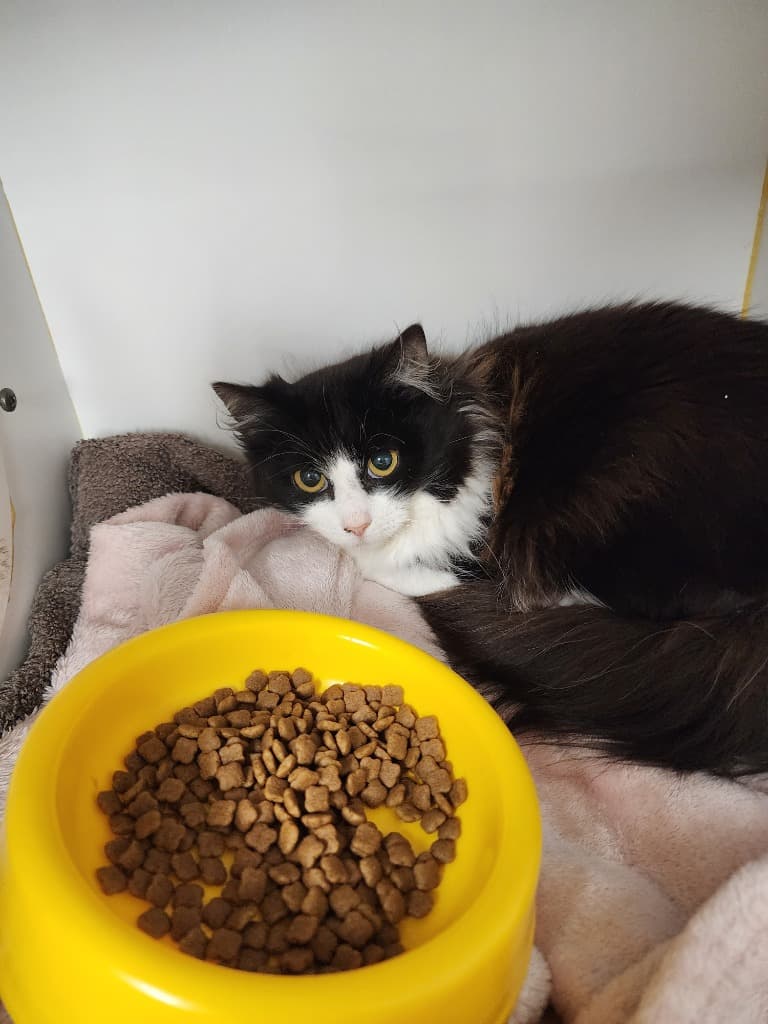 BBQ Pork Bun - Domestic Medium Hair cat available for adoption at Australian Animal Protection Society in Melbourne