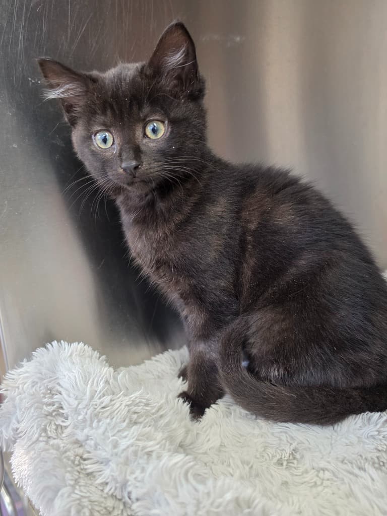 Brownie - Domestic Medium Hair cat available for adoption at Australian Animal Protection Society in Melbourne
