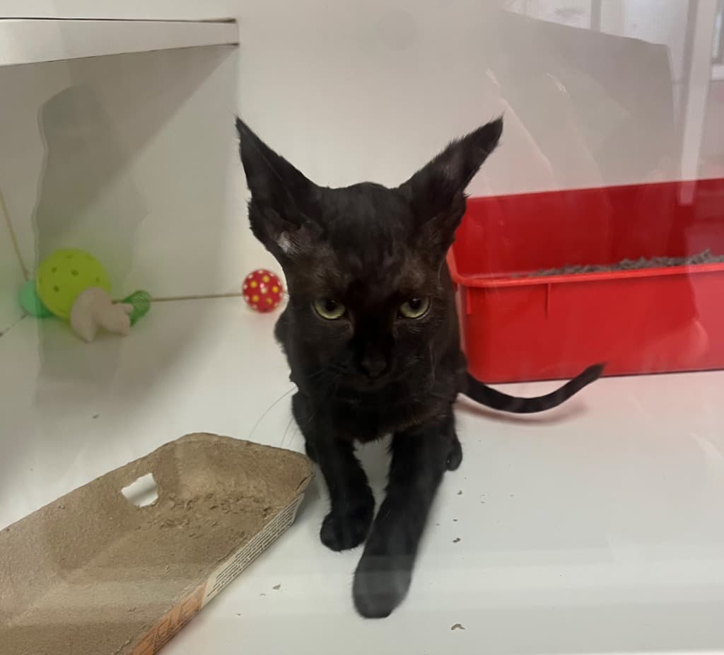 Bulgogi - Domestic Short Hair cat available for adoption at Australian Animal Protection Society in Melbourne