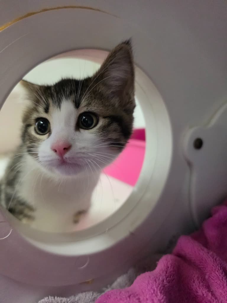 Chingu - Domestic Short Hair cat available for adoption at Australian Animal Protection Society in Melbourne