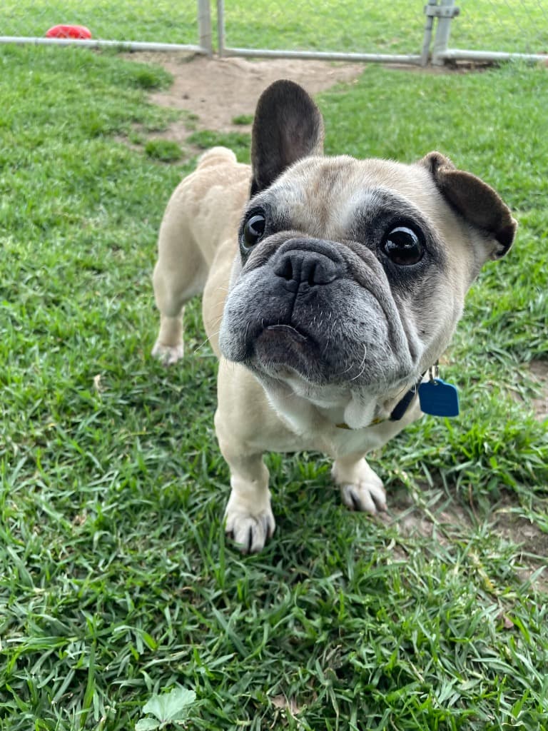 Cookie - French Bulldog available for adoption in Melbourne