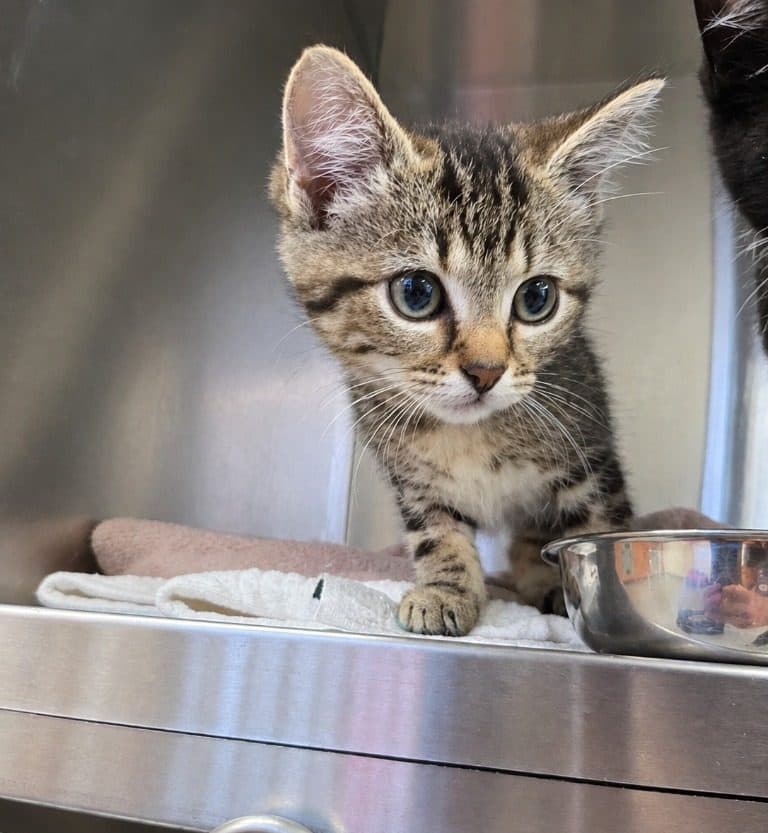 Cookie - Domestic Short Hair cat available for adoption at Australian Animal Protection Society in Melbourne