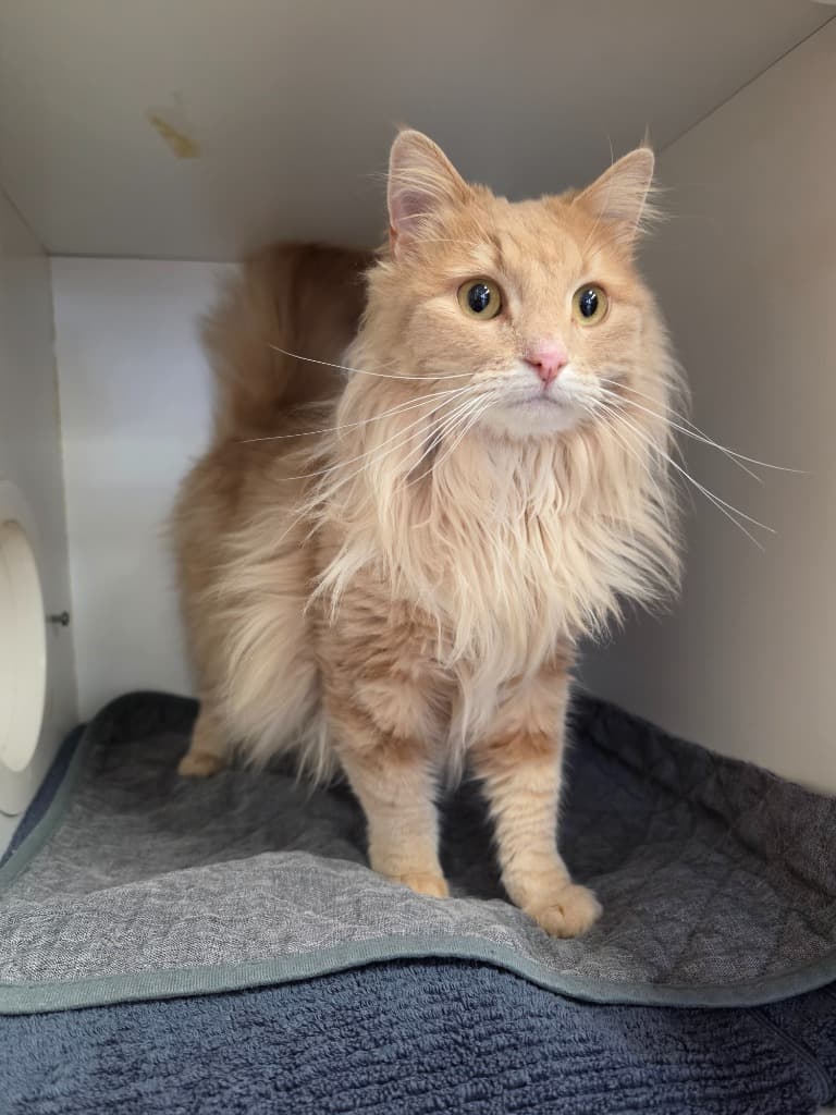 Cordelia - Domestic Medium Hair cat available for adoption at Australian Animal Protection Society in Melbourne