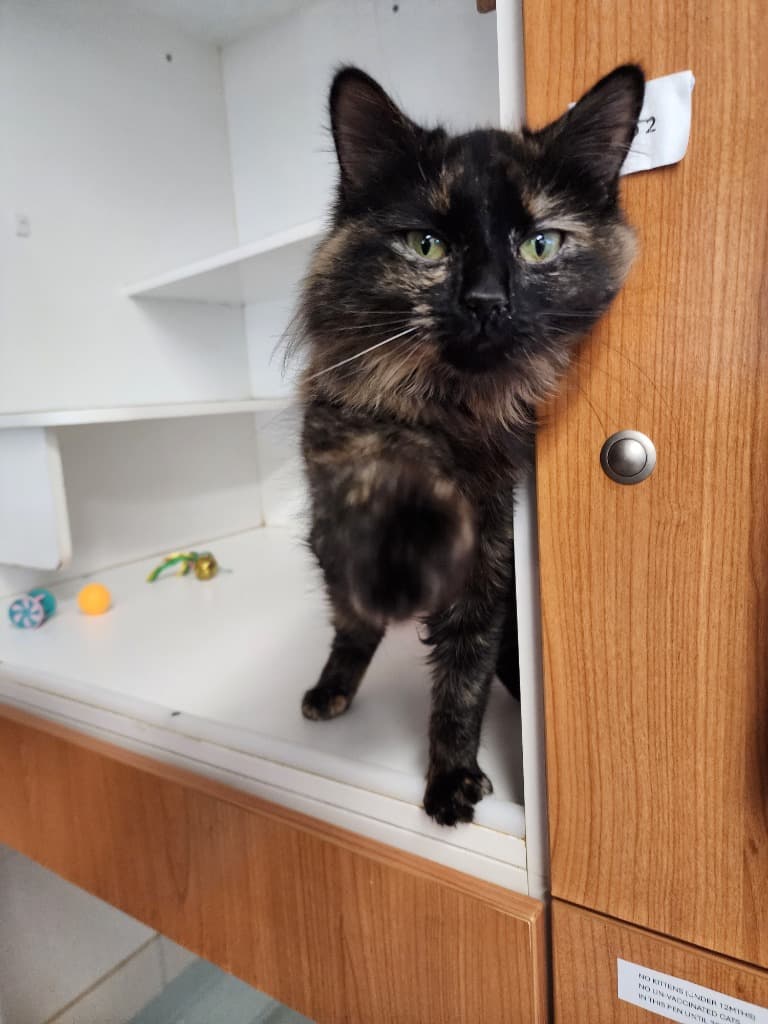 Cottontail - Domestic Short Hair cat available for adoption at Australian Animal Protection Society in Melbourne
