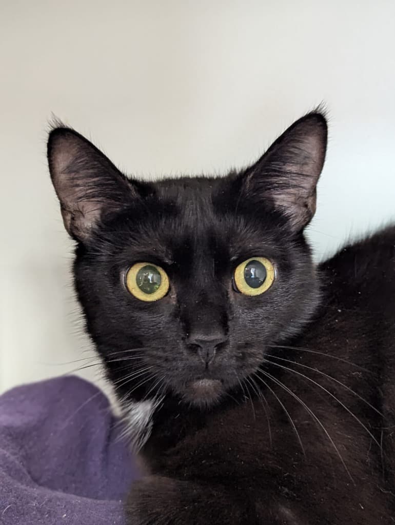 Flo - Domestic Short Hair cat available for adoption at Australian Animal Protection Society in Melbourne