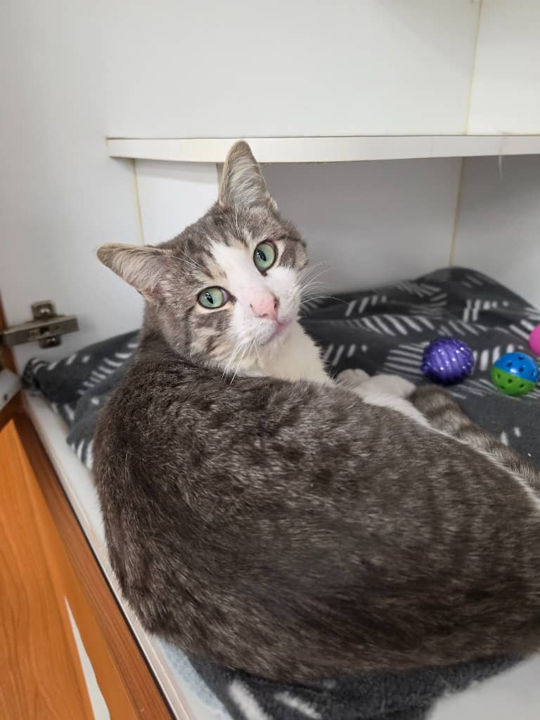 Garbanzo - Domestic Short Hair cat available for adoption at Australian Animal Protection Society in Melbourne