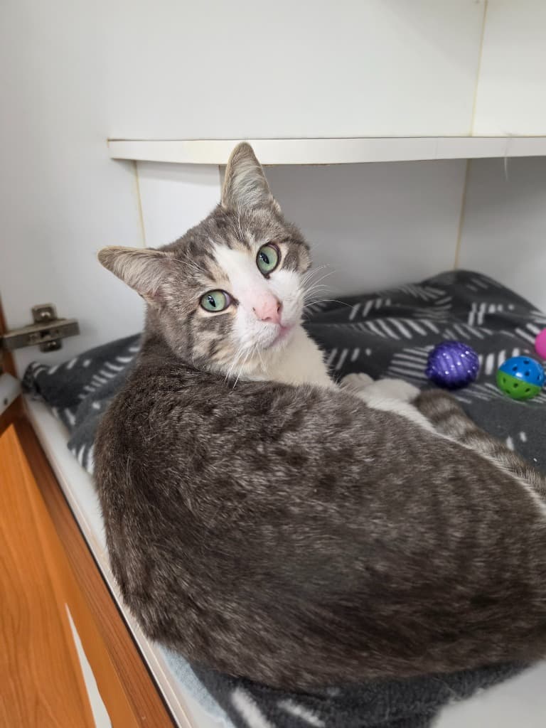 Garbanzo - Domestic Short Hair cat available for adoption at Australian Animal Protection Society in Melbourne