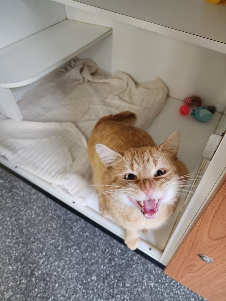 Ham Sandwich - Domestic Short Hair cat available for adoption at Australian Animal Protection Society in Melbourne