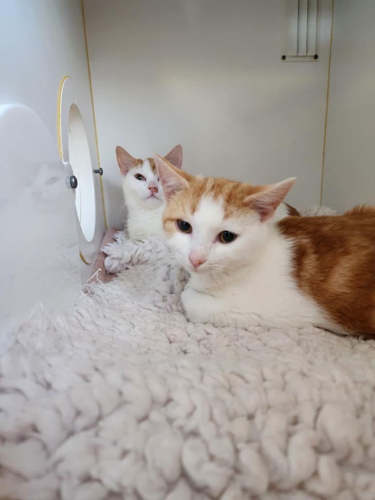 Jamie - Domestic Short Hair cat available for adoption at Australian Animal Protection Society in Melbourne