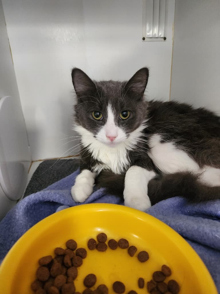 Little Boof - Domestic Medium Hair cat available for adoption at Australian Animal Protection Society in Melbourne