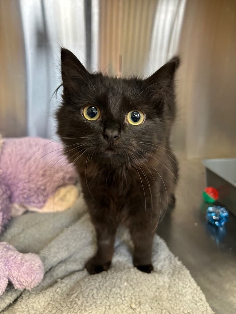 Mauricio - Domestic Long Hair cat available for adoption at Australian Animal Protection Society in Melbourne