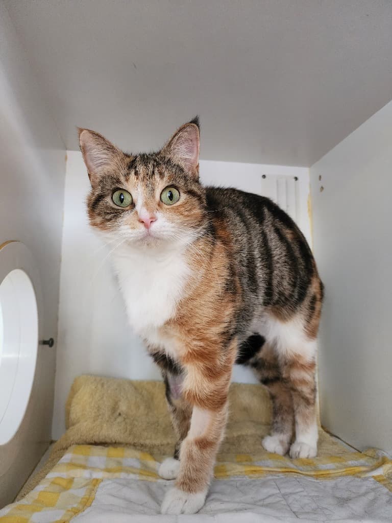 Merecedes - Domestic Short Hair cat available for adoption at Australian Animal Protection Society in Melbourne