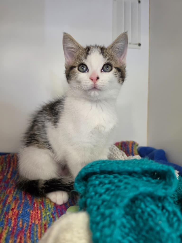 Millie - Domestic Short Hair cat available for adoption at Australian Animal Protection Society in Melbourne