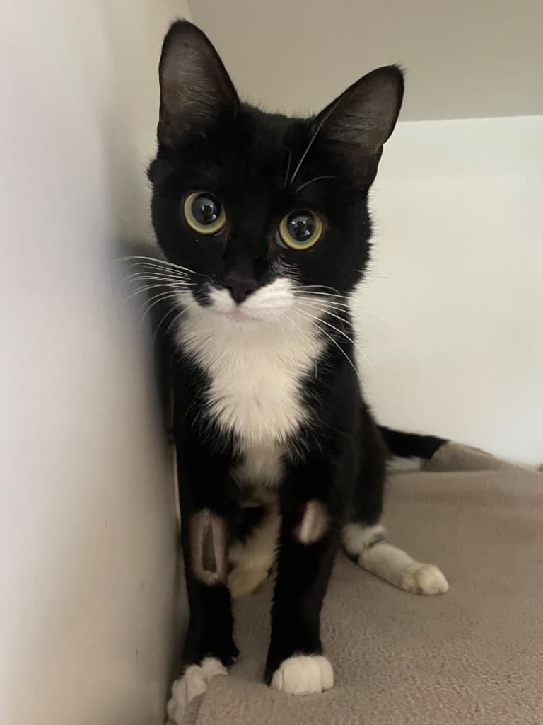 Mocha - Domestic Short Hair cat available for adoption at Australian Animal Protection Society in Melbourne