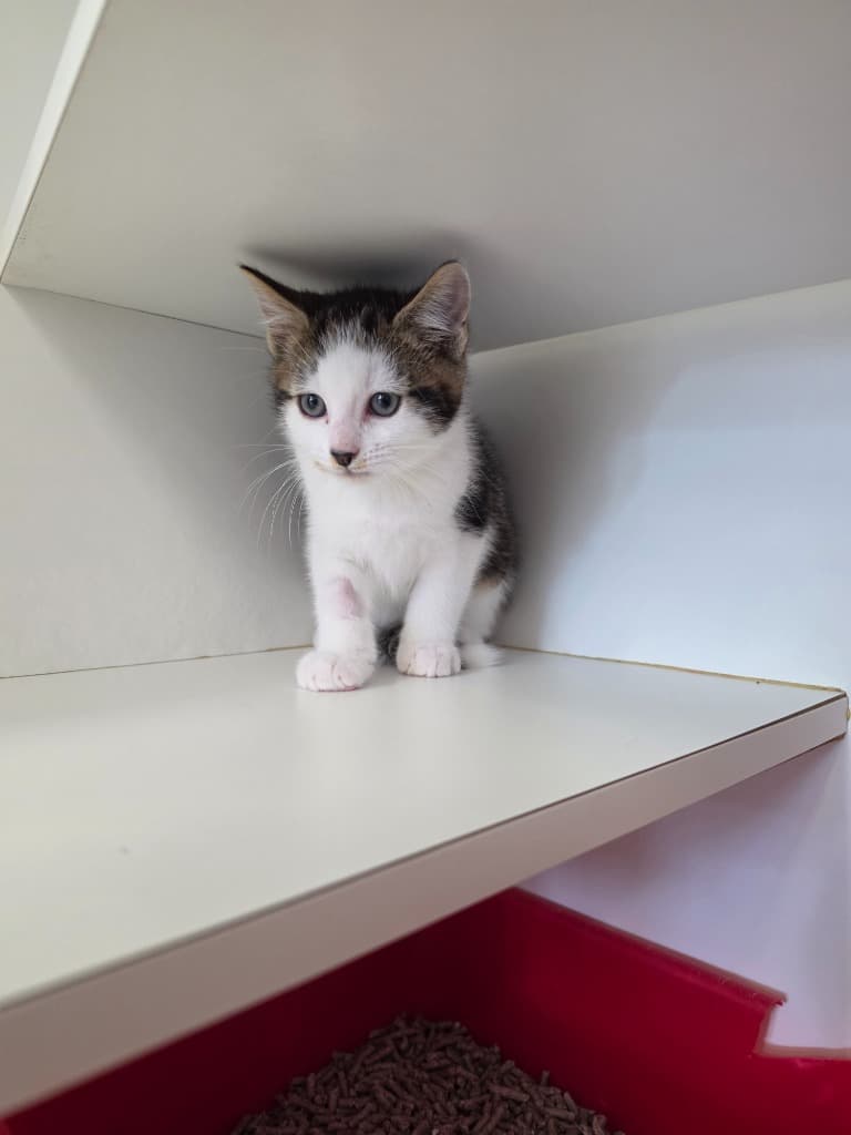Nugget - Domestic Short Hair cat available for adoption at Australian Animal Protection Society in Melbourne