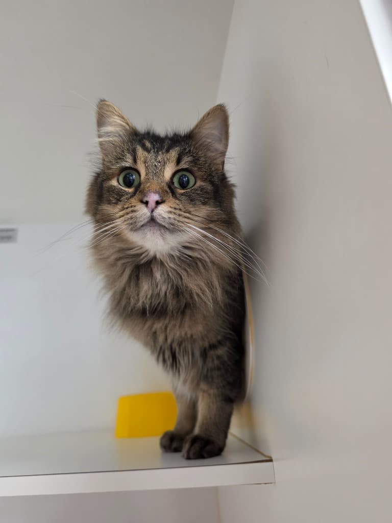 Ophelia - Domestic Medium Hair cat available for adoption at Australian Animal Protection Society in Melbourne