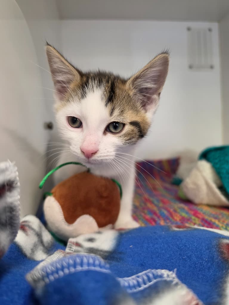 Patch - Domestic Short Hair cat available for adoption at Australian Animal Protection Society in Melbourne