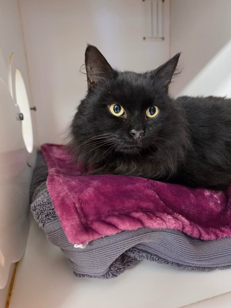 Raleigh - Domestic Medium Hair cat available for adoption at Australian Animal Protection Society in Melbourne