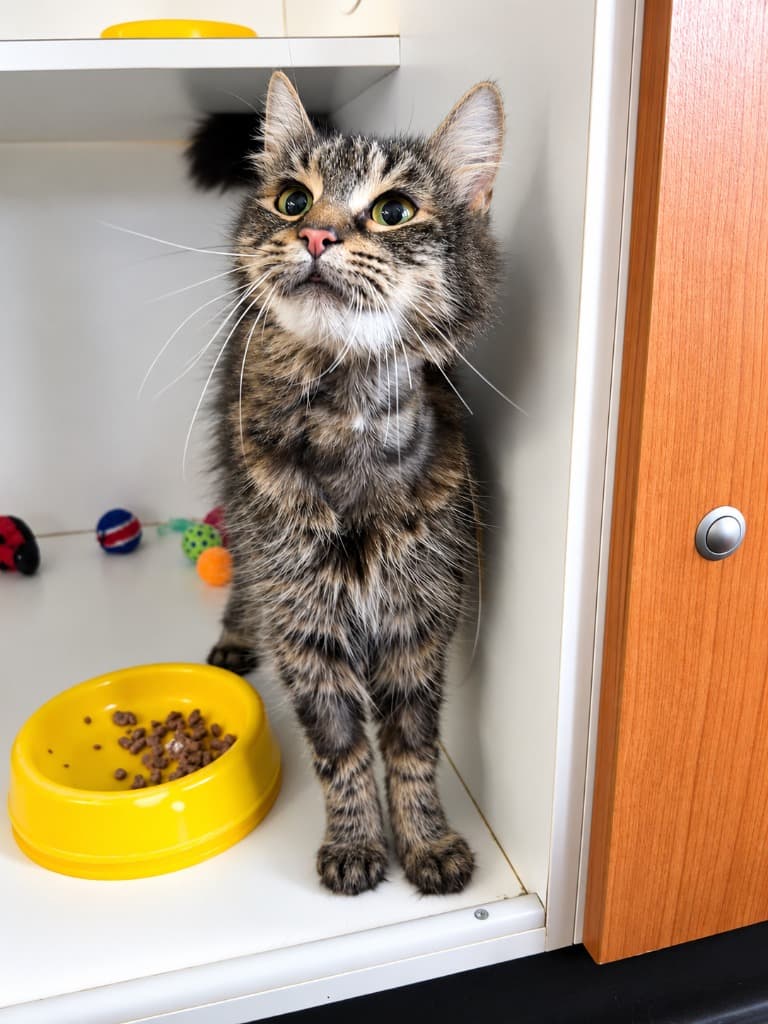 Sashimi - Domestic Medium Hair cat available for adoption at Australian Animal Protection Society in Melbourne
