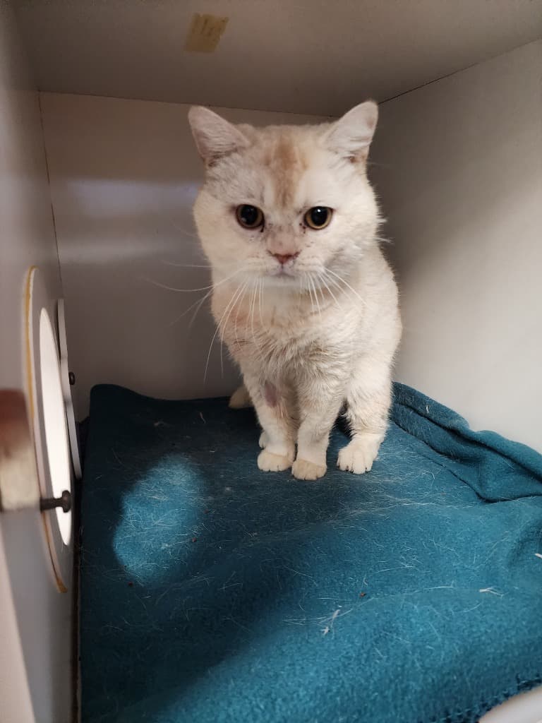 Simba - British Shorthair cat available for adoption at Australian Animal Protection Society in Melbourne