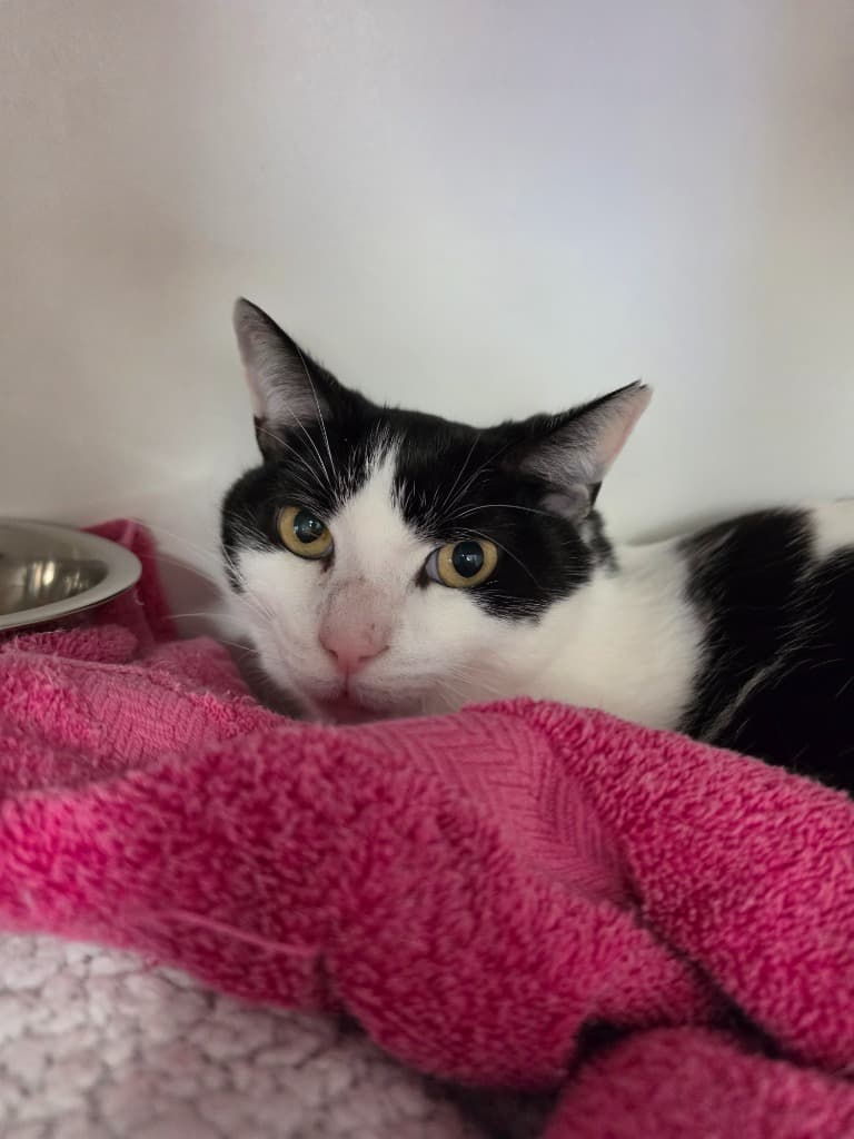 Skippy - Domestic Short Hair cat available for adoption at Australian Animal Protection Society in Melbourne