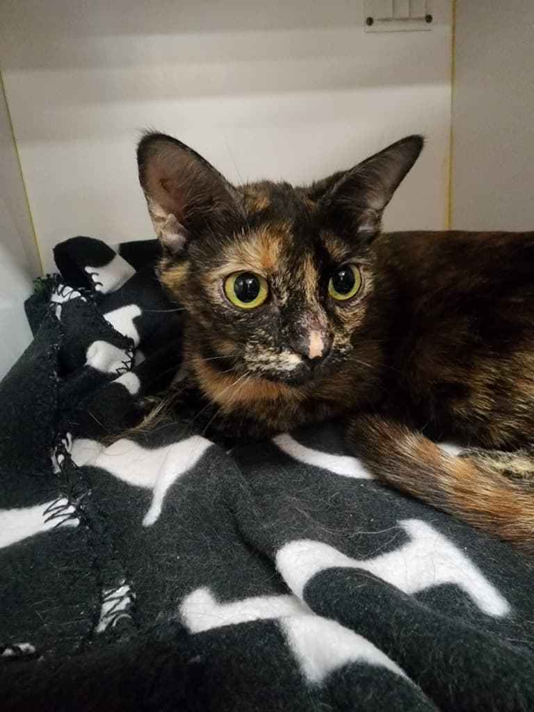 Teresa - Domestic Short Hair cat available for adoption at Australian Animal Protection Society in Melbourne