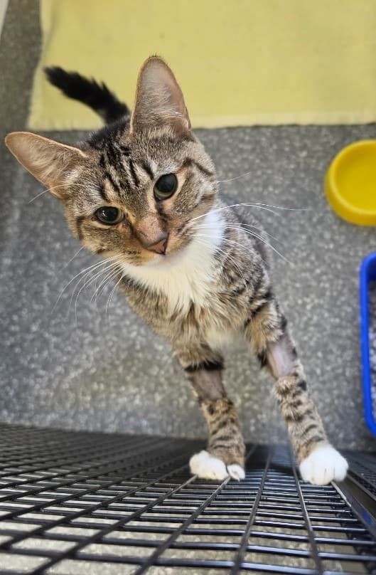 Tofu Puff - Domestic Short Hair cat available for adoption at Australian Animal Protection Society in Melbourne